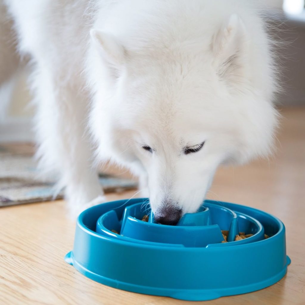 Miglior-Ciotola-Anti-Ingozzamento-per-Cani