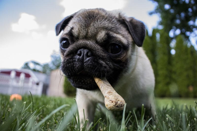 migliore-snack-per-cani