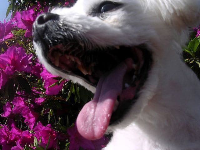 Alito-cattivo-nel-cane-cosa-fare