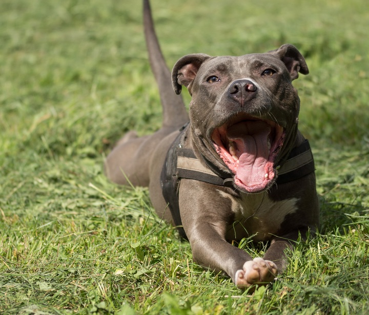 American-pitbull-terrier
