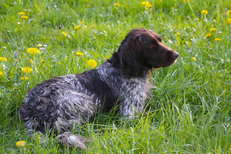 Boykin-Spaniel
