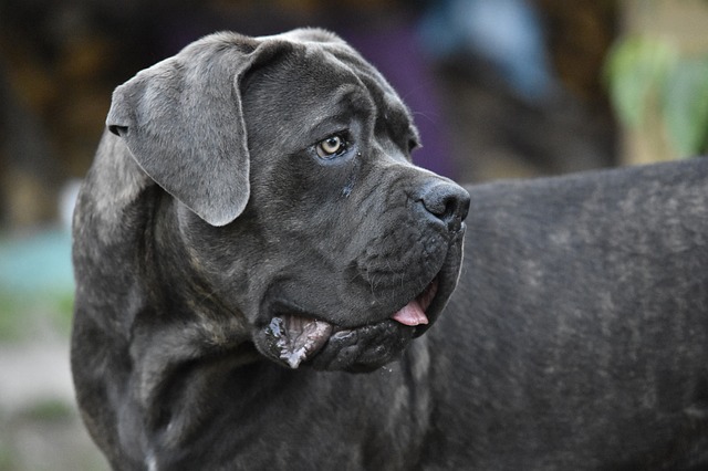 Cane-corso