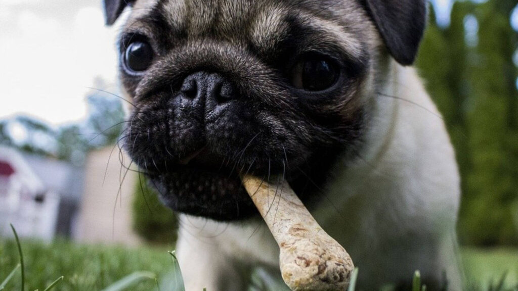Che-Cosa-Non-Possono-Mangiare-I-Cani