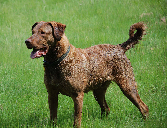 Chesapeake-Bay-Retriever