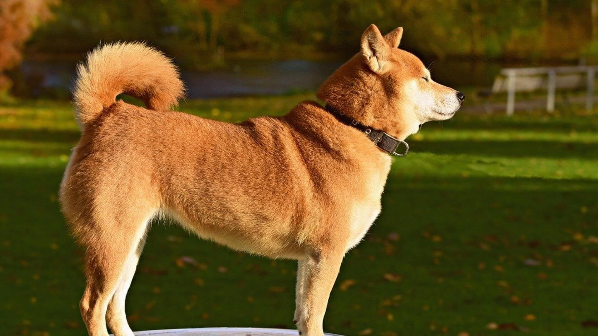 Coda