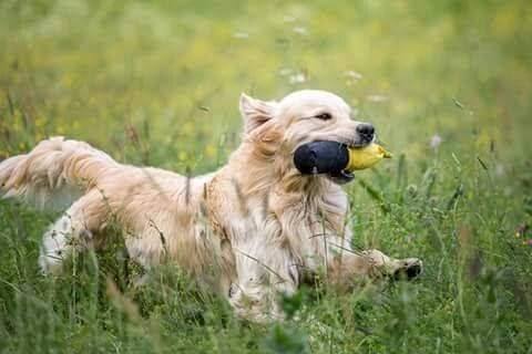 Come-Prendersi-Cura-Di-Un-Golden-Retriever