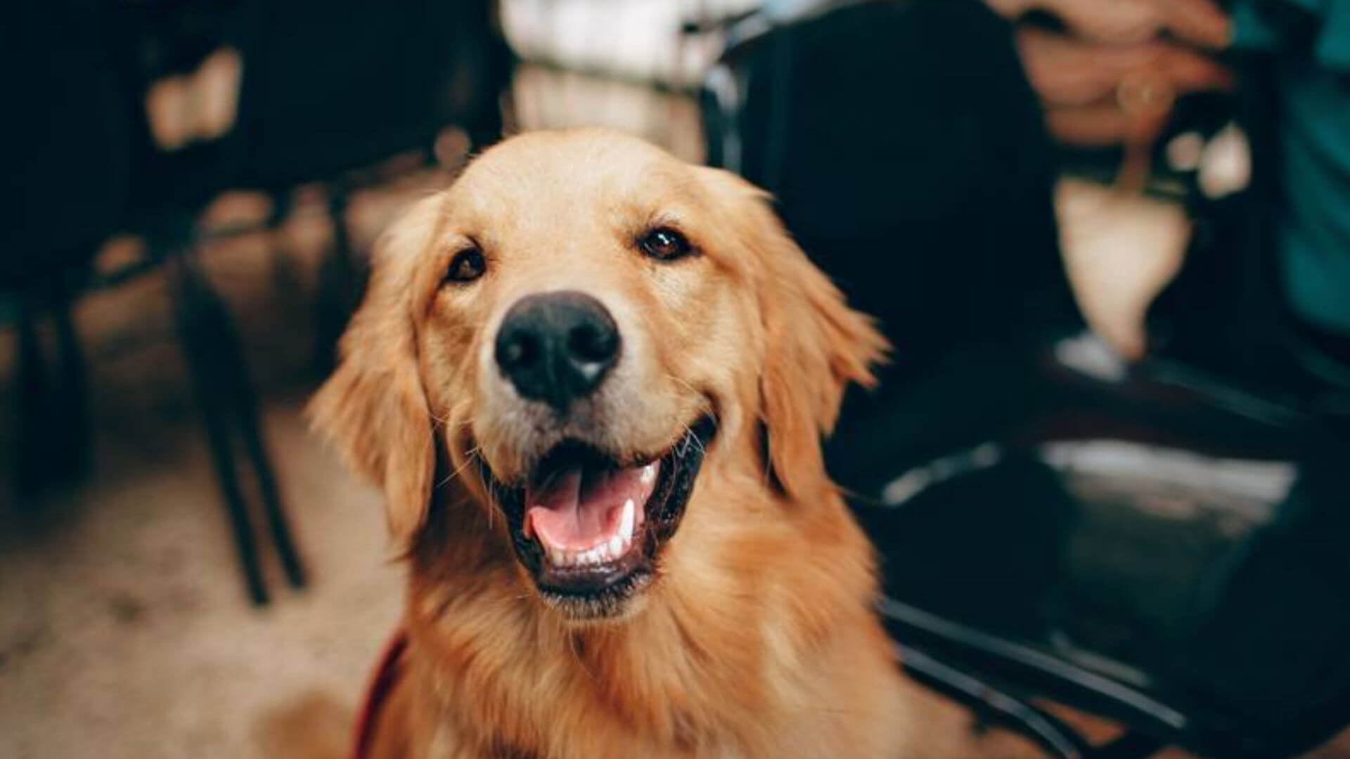 Come-capire-il-comportamento-del-cane