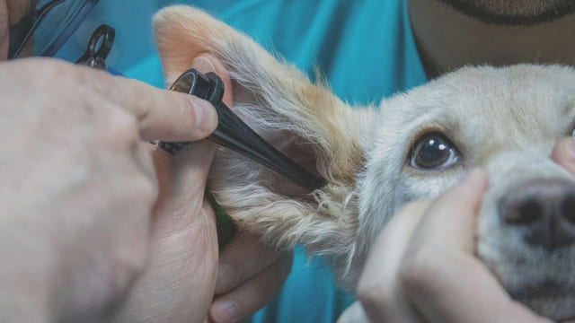 Come-posso-sapere-se-il-mio-cane-ha-gli-acari