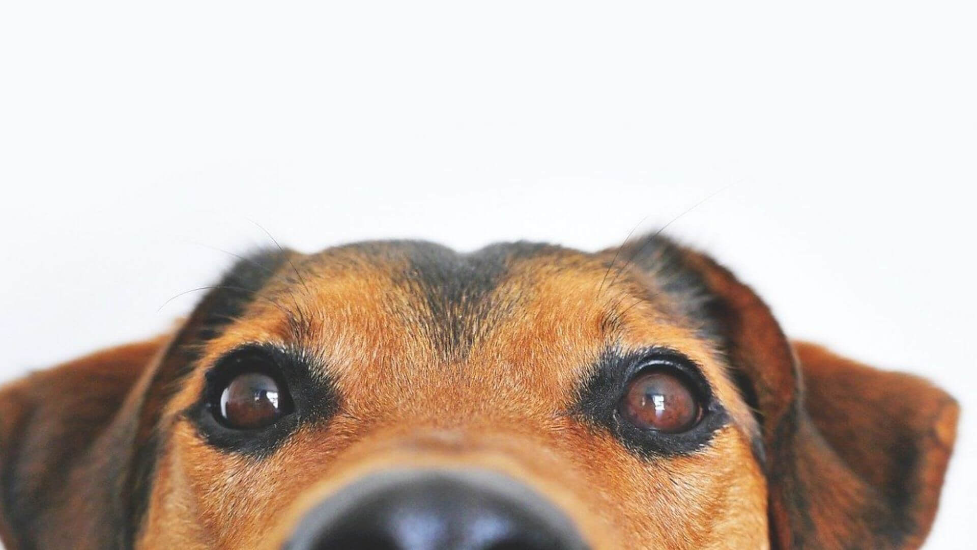Gli-occhi-dei-cani