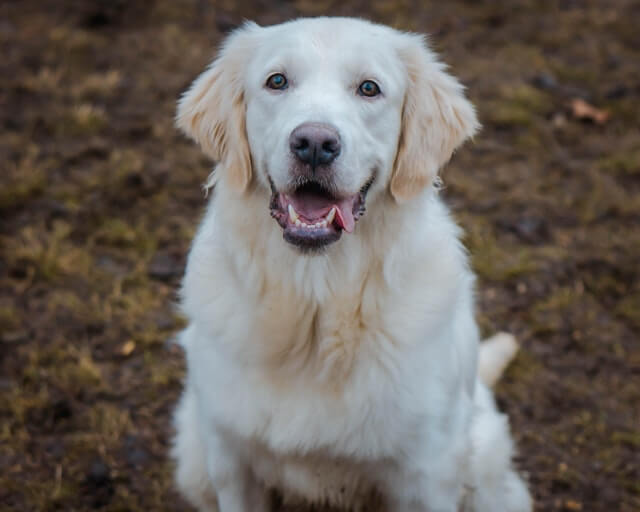 Golden-Retriever