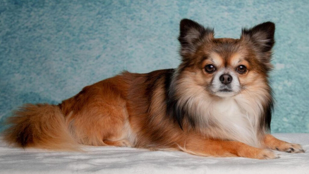 Migliori-Cani-Da-Appartamento