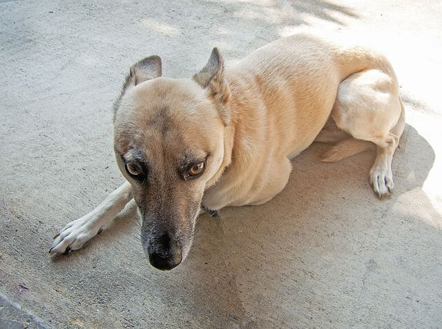 Il-cane-ha-paura