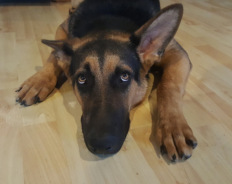 Il-cane-ha-problemi-di-udito
