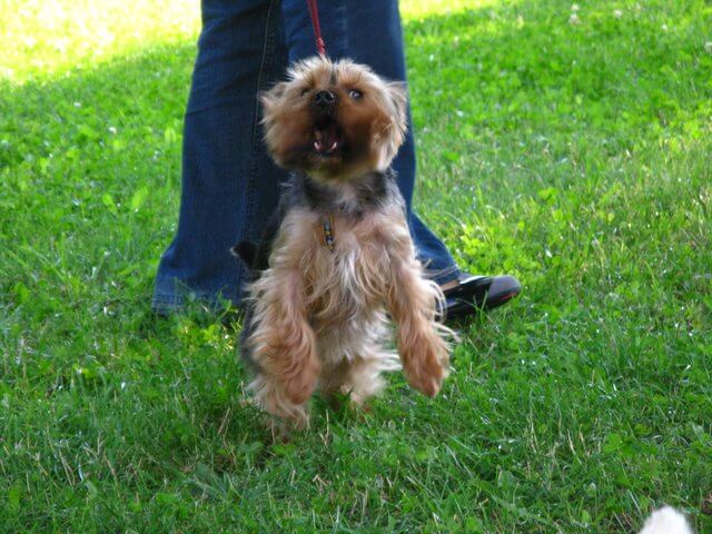 Il-cane-non-è-ben-socializzato