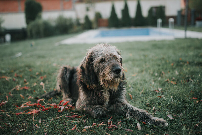 Il-cane-sta-diventando-anziano