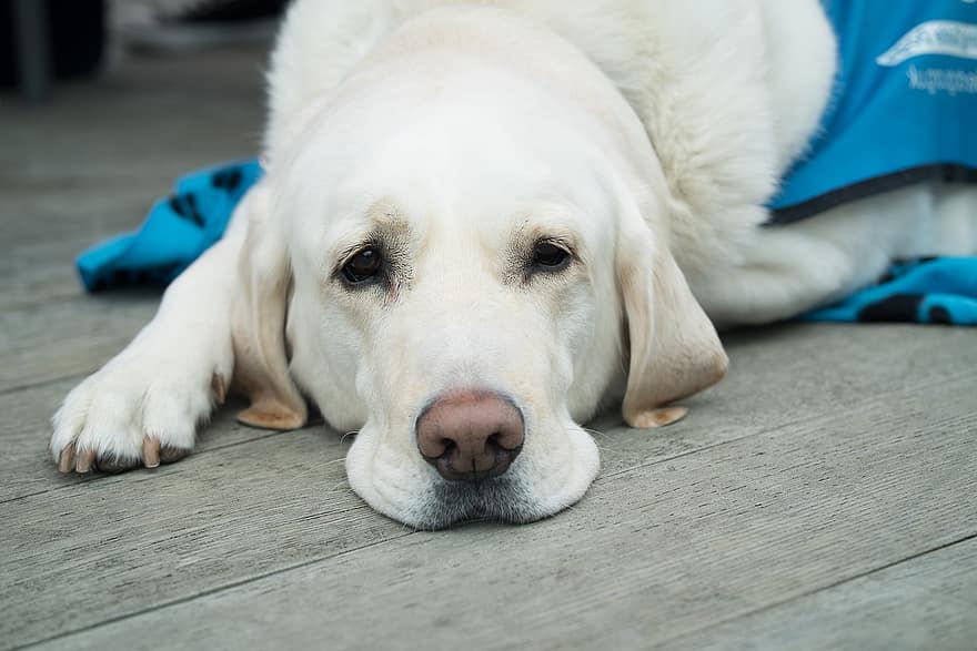 Il-cane-sta-male-o-prova-dolore