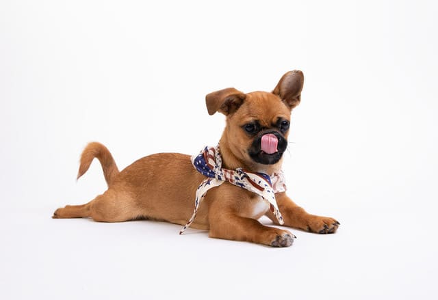 Il-leccamento-eccessivo-nel-cane