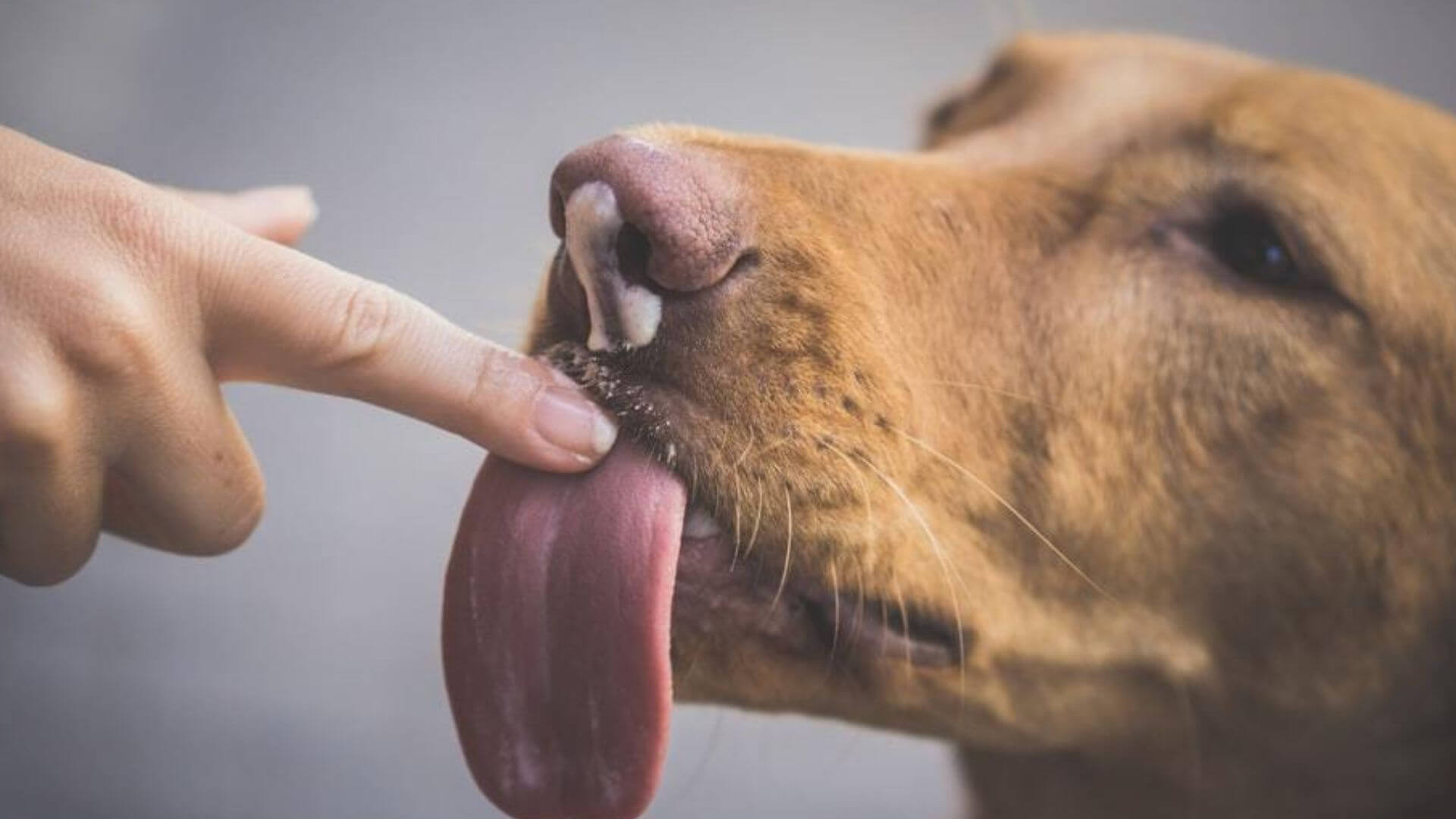 La-bocca-di-un-cane