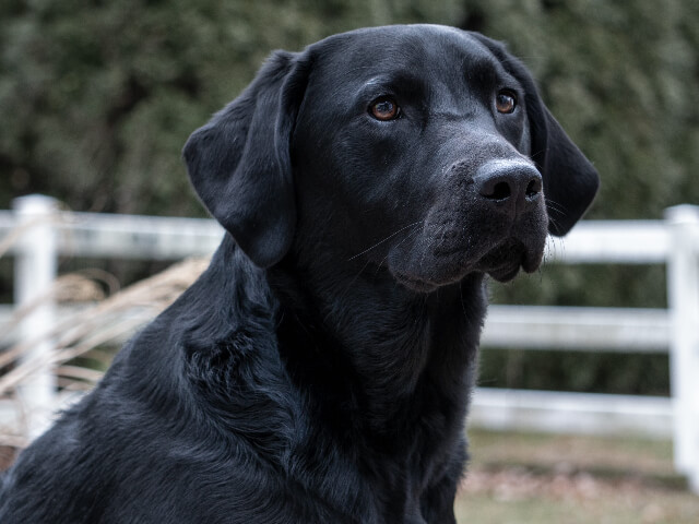 Labrador-Retriever