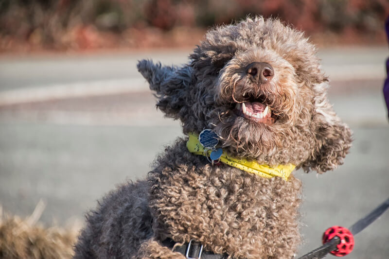 Lagotto-Romagnolo