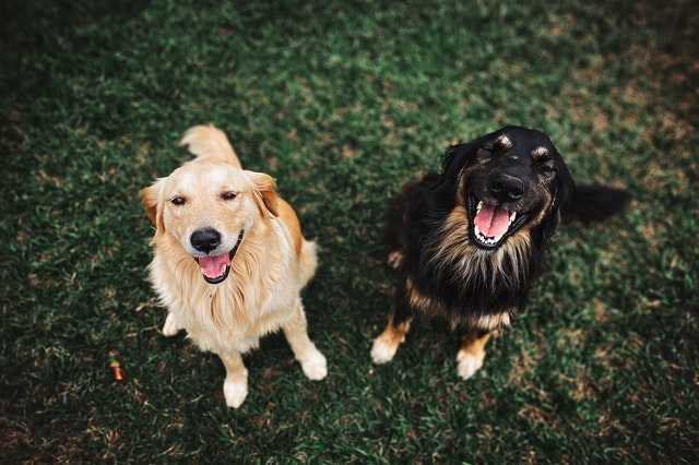 Razze-Di-Cani-Grandi