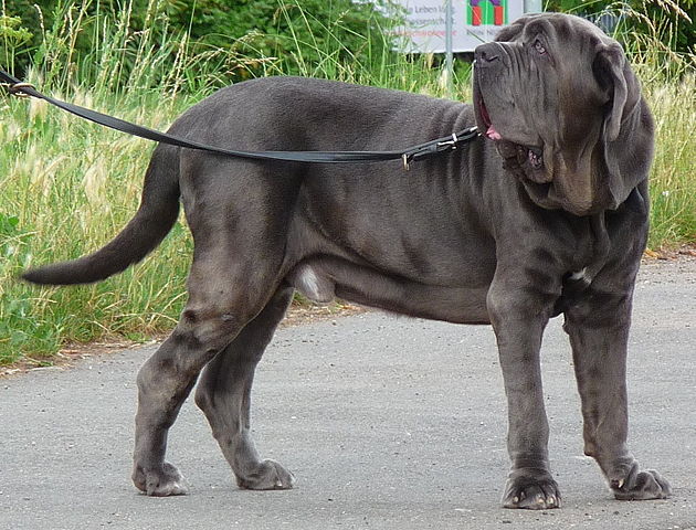 Mastino-napoletano