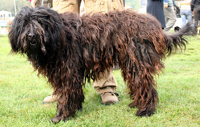 Pastore-Bergamasco