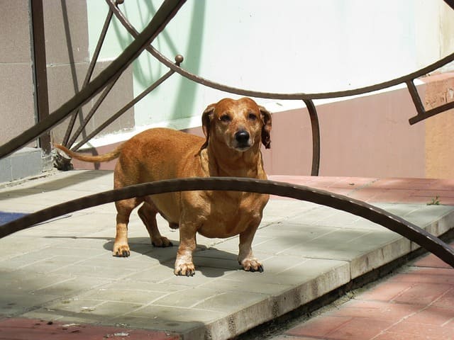 Proestro