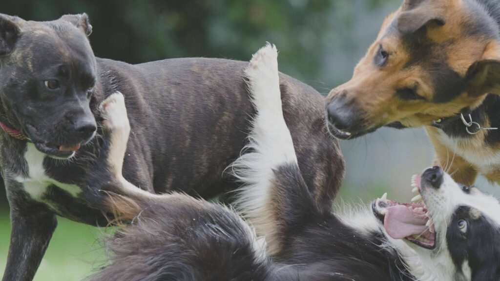 Razze-di-cani-di-taglia-media