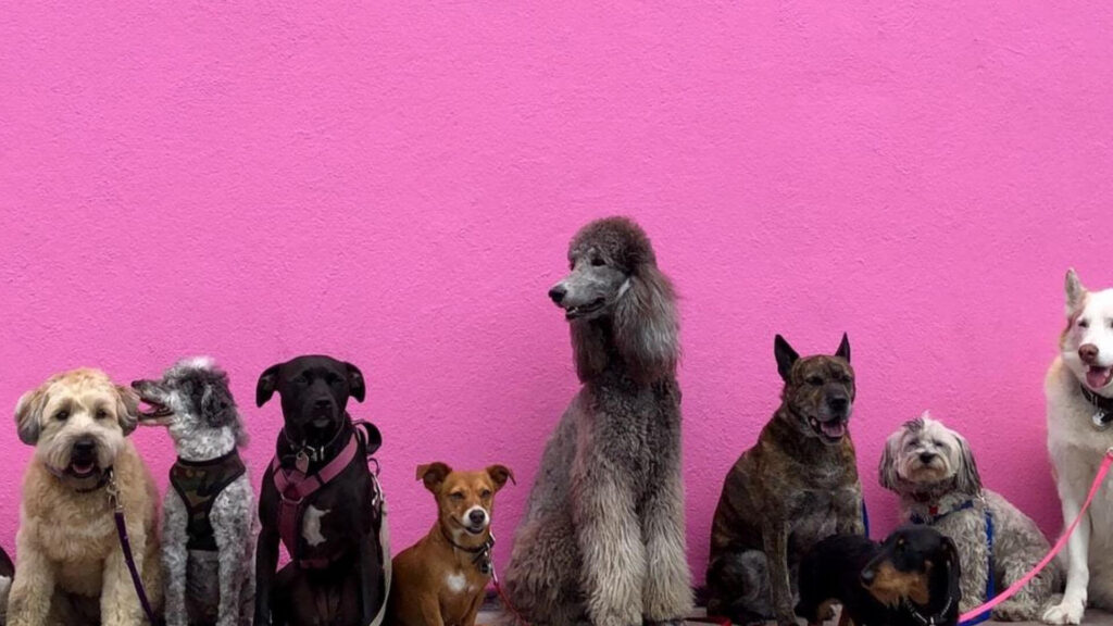 Razze-di-cani-italiani