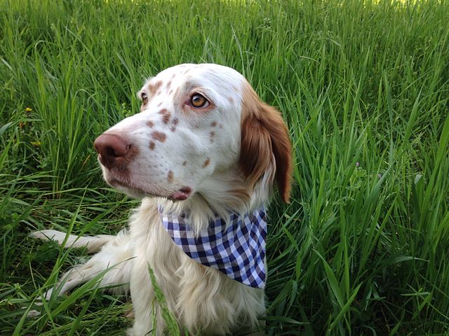 Setter-Inglese