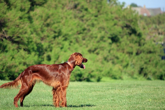Setter-Irlandese