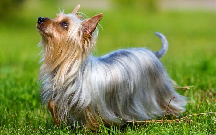 Silky-Terrier