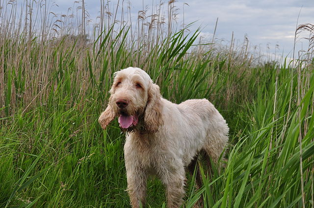 Spinone-Italiano