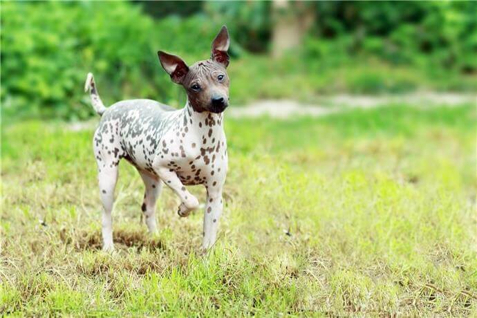 american-hairless-terrier