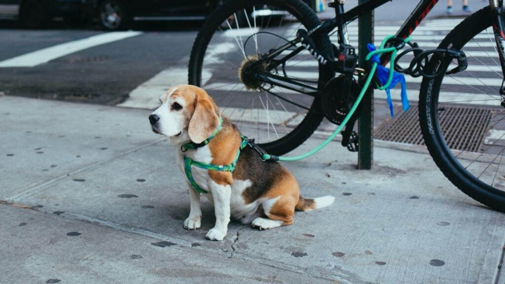 beagle