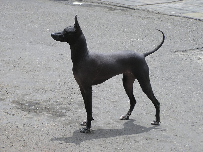 cane-nudo-peruviano