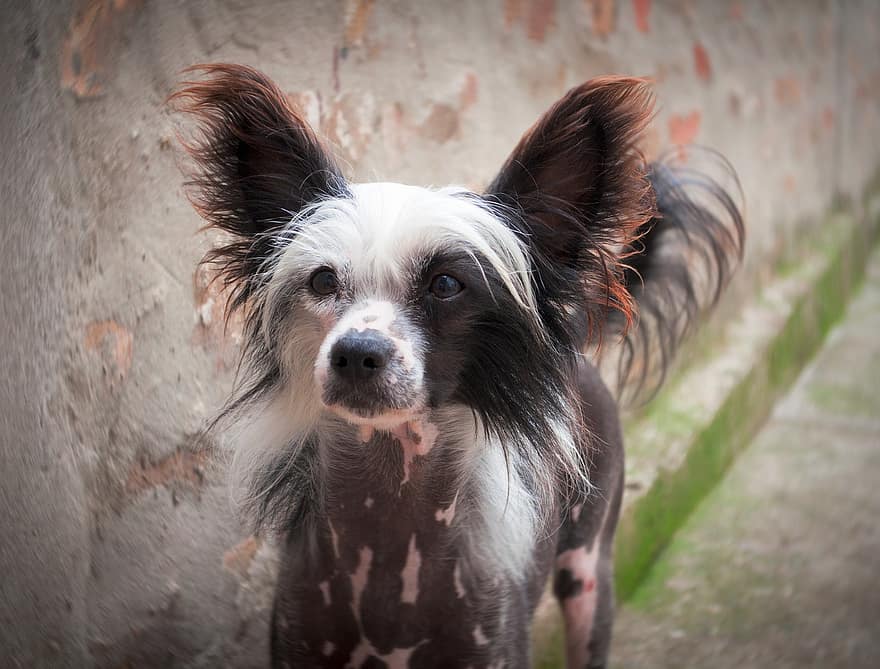 chinese-crested