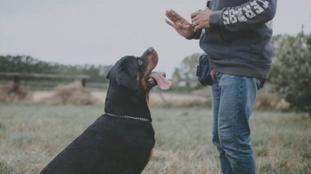 consigli-per-rendere-il-tuo-cane-più-obbediente