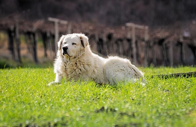 il-Pastore-Maremmano-Abruzzese