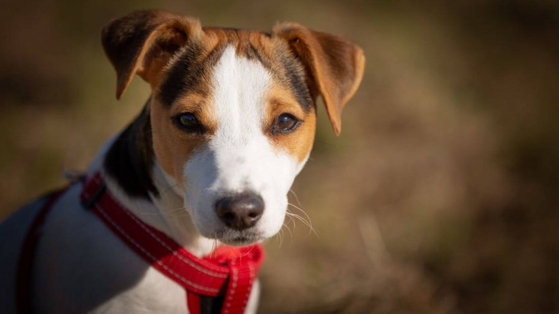 jack-russell-terrier
