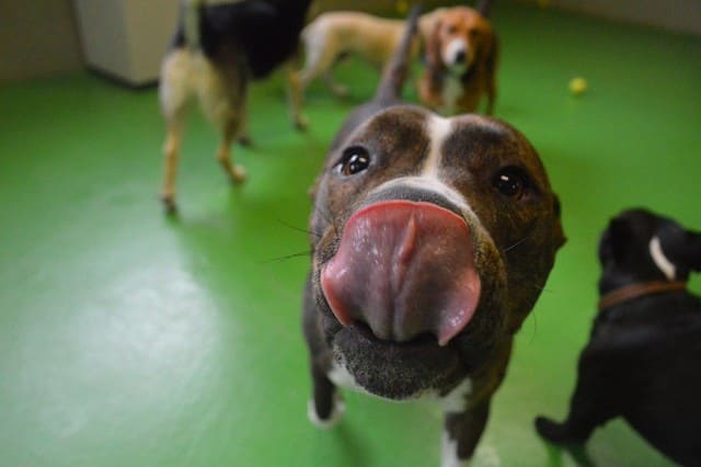 leccamento-nel-cane
