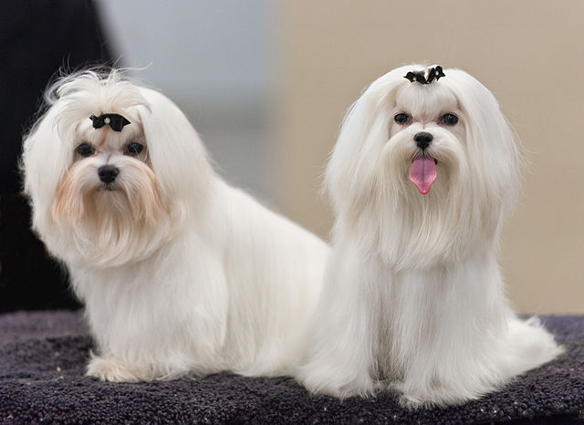 maltese