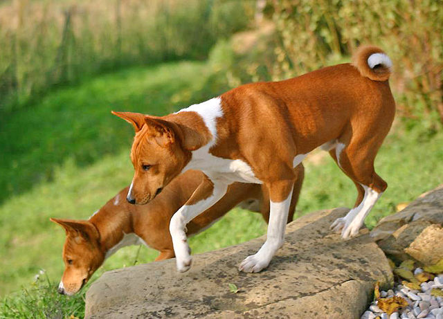 migliori-razze-di-cani-che-non-perdono-il-pelo