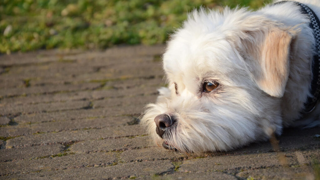 ragioni-per-cui-i-tuoi-cani-si-rifiutano-di-camminare