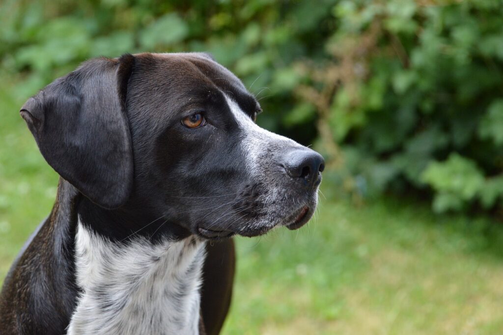 razze-di-cani-da-caccia