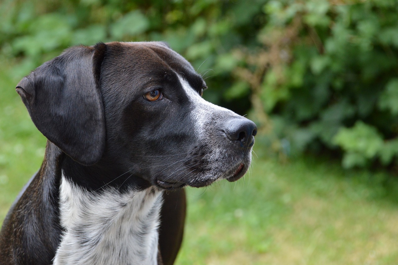razze-di-cani-da-caccia