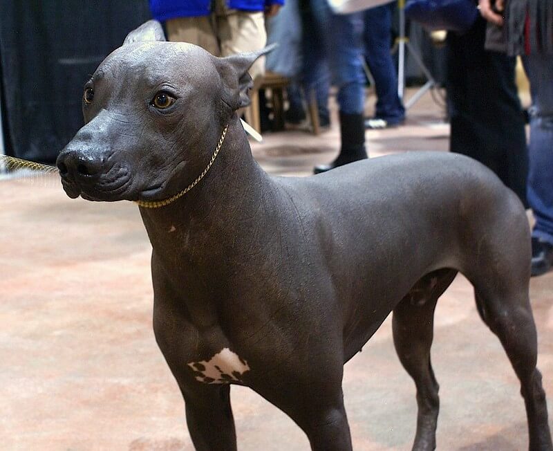 xoloitzcuintli-cane-nudo-messicano