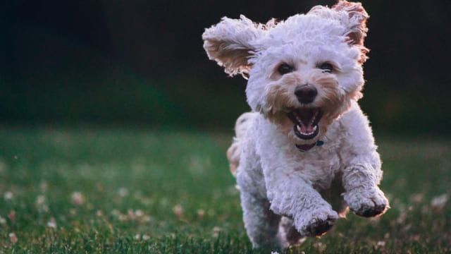Come-si-calcola-letà-di-un-cane-in-anni-umani