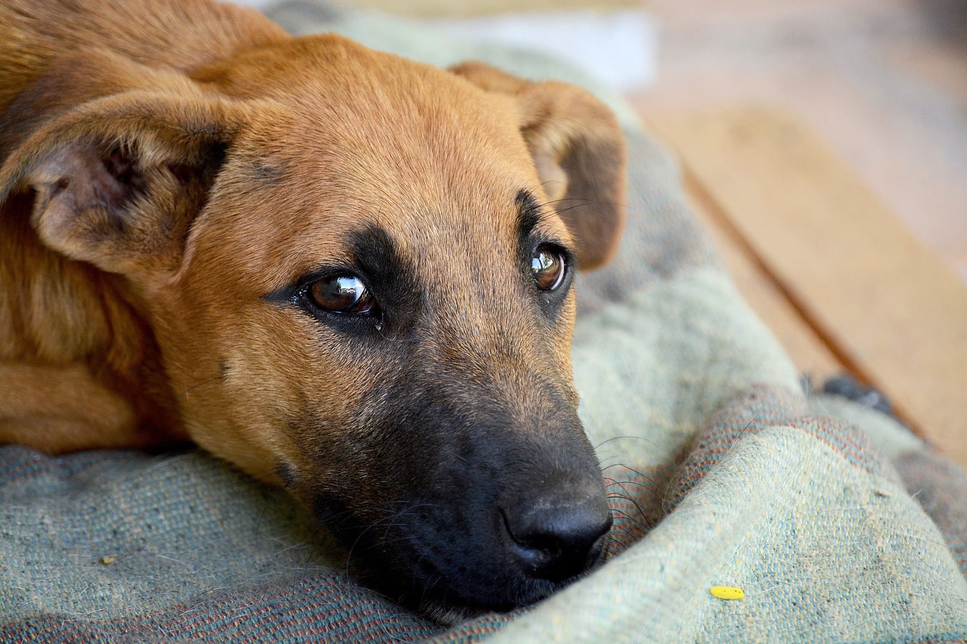 Epilessia-e-convulsioni-nel-cane